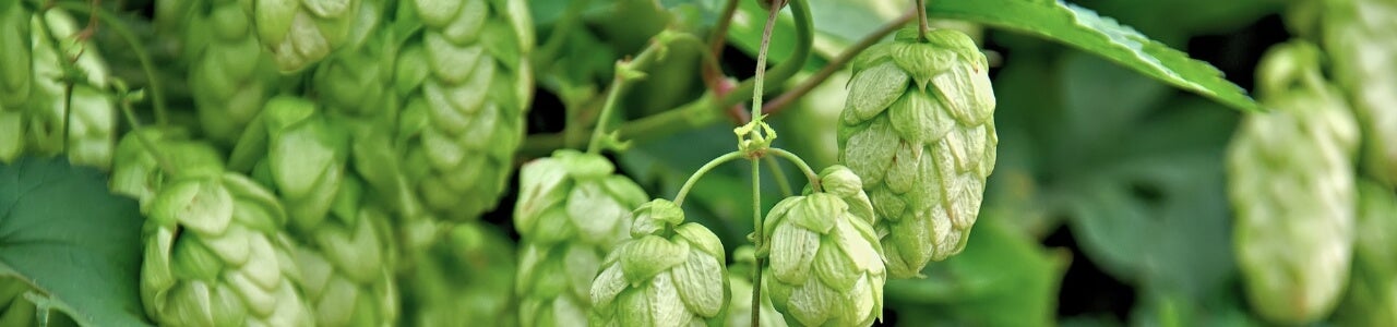 Hopfen