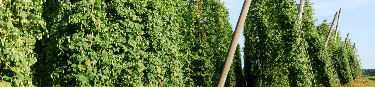 Hopfen